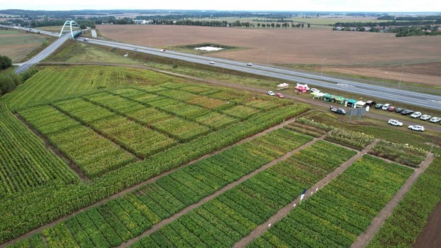 Widok z drona. Poletka doświadczalne z odmianami soi i kukurydzy